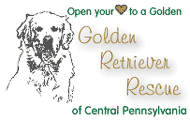 Golden Retriever Rescue